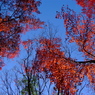 紅葉から冬空へ