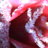 霜化粧 - 霜薔薇18