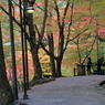 紅葉道なう