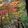 満開なう