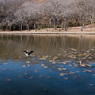 冬枯れの公園④