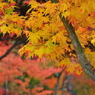 大本山永平寺御直末五鈷山光明寺