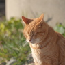 通りすがりの猫･三連星(君は安定の寝姿やね)