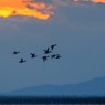 鳴き鳴き夜鴨の････