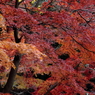 御苑好天、行楽日和－５