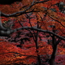 御苑好天、行楽日和－６
