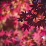 彩影