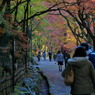 紅葉通りなう