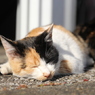 おひるねこ