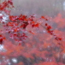 雨紅葉