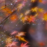 彩音