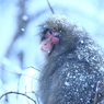 降りしきる雪の中で