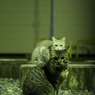 猫と目が合う。