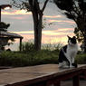 夕焼けネコ