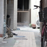 路地ネコ
