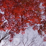紅の帳