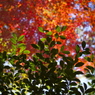 紅葉から緑へ