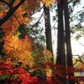 紅葉３