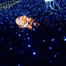 イルミネーション