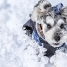 雪上激走激写②