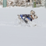 雪上激走激写③