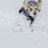 雪上激走激写④