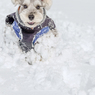 雪上激走激写⑤