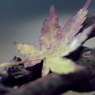 2014紅葉最終便１