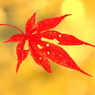 2014紅葉最終便３