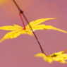 2014紅葉最終便５