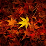 2014紅葉最終便６