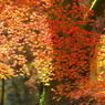 2014紅葉最終便７