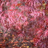 枝垂れ紅葉