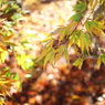 枝垂れ紅葉