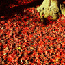 紅の敷物