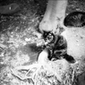 ＴＨＥ　ＣＡＴＳ