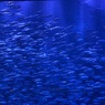 名古屋港水族館②