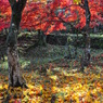 竹林山常勝寺
