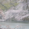 淡く桜色