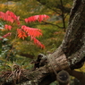 秋去りの庭