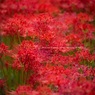 2014.9 -eriyama-