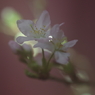 春を先駆けて-啓翁桜6
