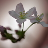 春を先駆けて-啓翁桜7