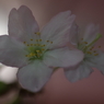 春を先駆けて-啓翁桜8