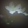 春を先駆けて-啓翁桜9