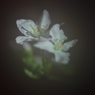 春を先駆けて-啓翁桜10