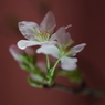 春を先駆けて-啓翁桜12