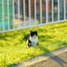 河川敷の野良猫