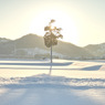 今朝の風景XIII