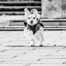キットズームでマイキット
